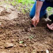 Urban Farming: Η Γεωργία επιστρέφει στις Πόλεις