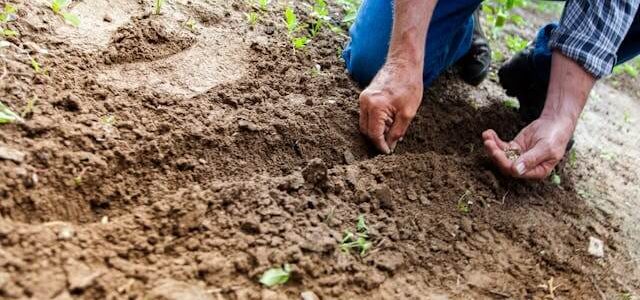 Urban Farming: Η Γεωργία επιστρέφει στις Πόλεις