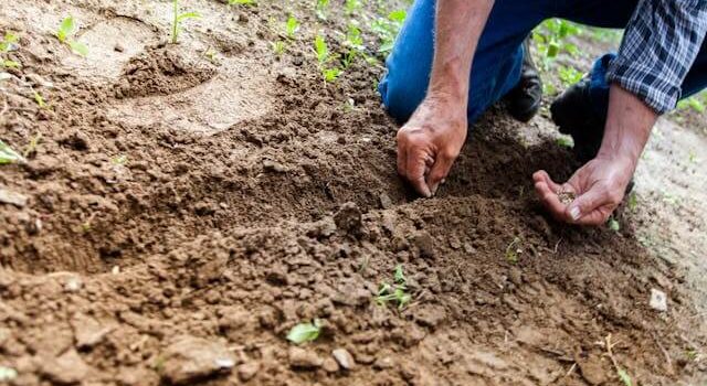 Urban Farming: Η Γεωργία επιστρέφει στις Πόλεις